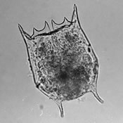Brachionus bidentata